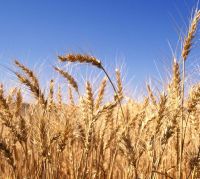 Около 20 регионов России направили заявки на покупку семенного зерна в Нижегородской области