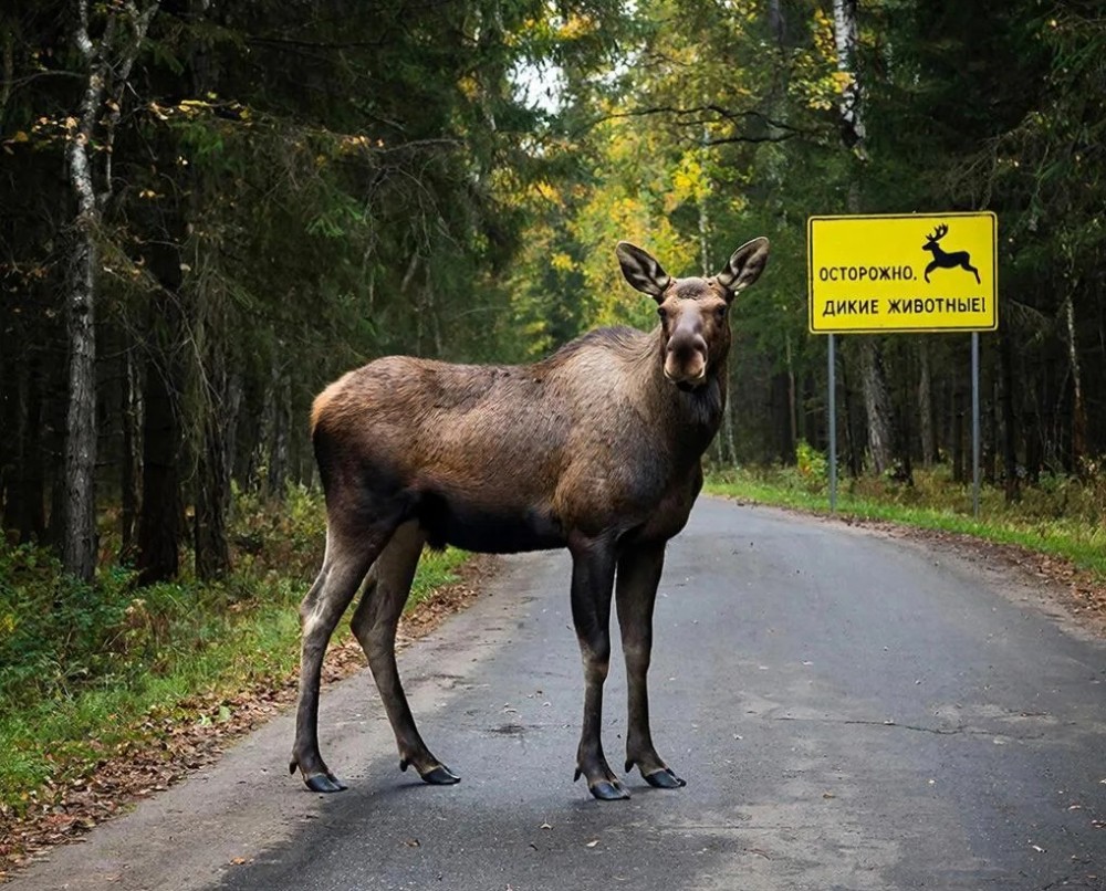 изображение сгенерировано нейросетью