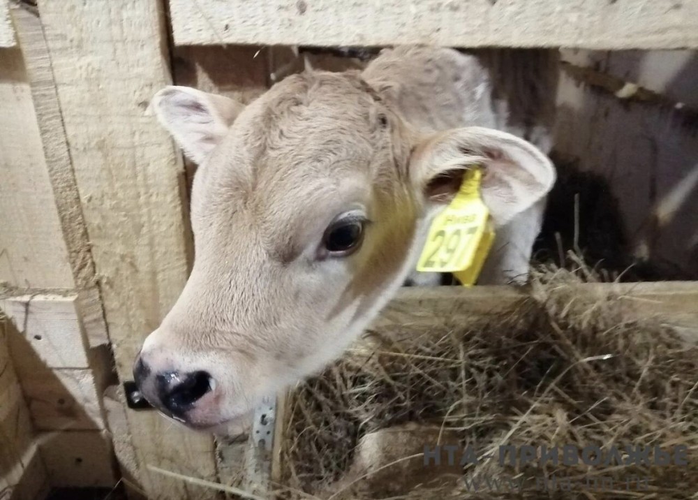 2,1 млрд рублей инвестируют в создание фермы на 4,8 тыс. голов в Чувашии