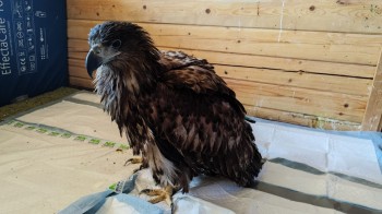 Спасенный в Мордовии орлан-белохвост перенес операцию