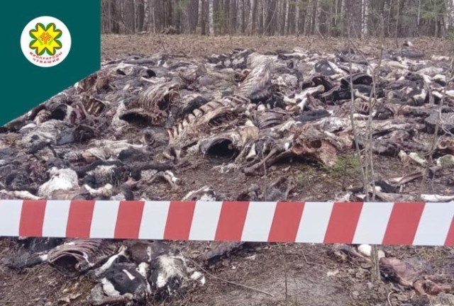 Свалку биоотходов в чувашском Алатыре утилизируют Свалку биоотходов в чувашском Алатыре утилизируют