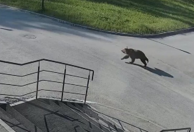 Бурый медвежонок пришёл в кампус Пермского Политеха (ВИДЕО)