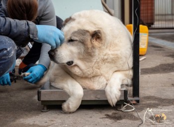 Пёс с ожирением по кличке Кругетс в Нижнем Новгороде похудел почти на 30 кг за месяц