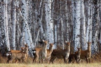 Тридцать пятнистых оленей завезут в Дальнеконстантиновский район Нижегородской области