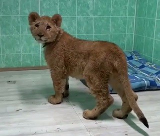 Ульяновский зоопарк приютил конфискованного на границе львёнка (ВИДЕО)