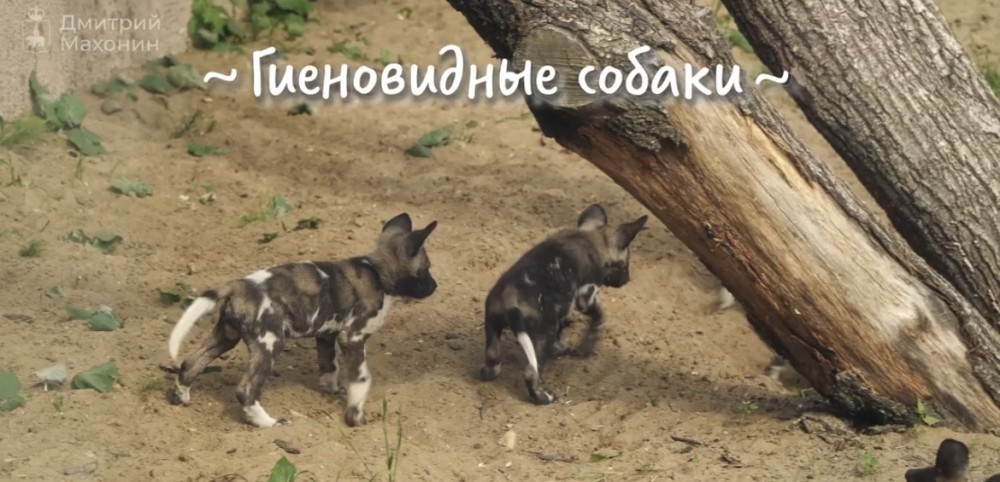 Бейби-бум случился в Пермском зоопарке