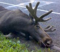 В Нижегородской области браконьеры убили лося
