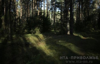 8,5 млн саженцев деревьев высадили в Саратовской области за весну 8,5 млн саженцев деревьев высадили в Саратовской области за весну