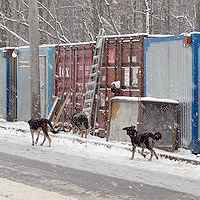 Более 1 тыс. нижегородцев в 2013 году пострадали от укусов бездомных собак