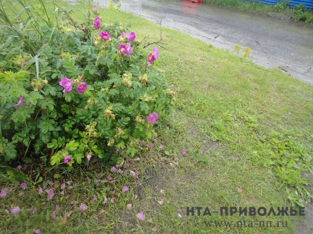 Дождливо будет в Нижегородской области в начале недели