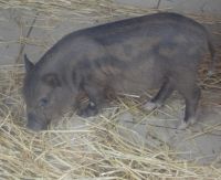 В Мулино объявлен карантин по африканской чуме свиней