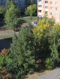 В Н.Новгороде спасатели сняли с дерева зацепившуюся за ветки парашютистку