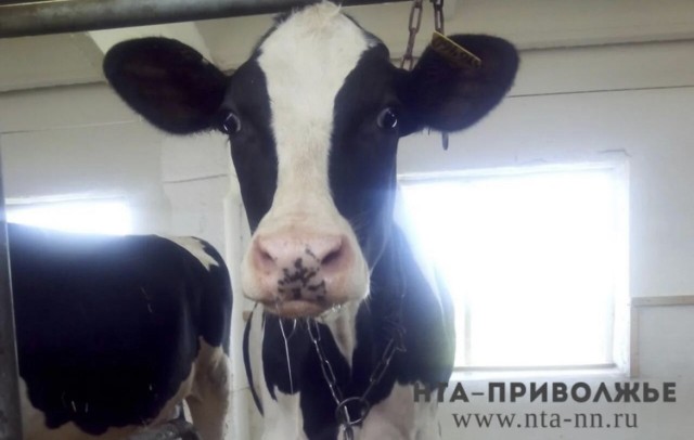 Кировским аграриям выделили 646 млн рублей господдержки