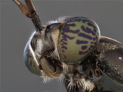 "Энтопром" откроет производство кормового белка из личинок в Чувашии