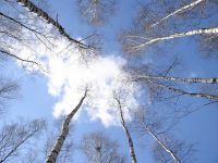 Потепление до +3 градусов ожидается в Нижегородской области к Дню защитника Отечества