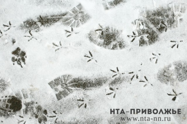 Средняя температура января в Кирове превысила норму на 5-7 градусов Средняя температура января в Кирове превысила норму на 5-7 градусов