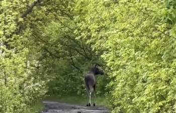 Лосей начали замечать на улицах Нижнего Новгорода Лосей начали замечать на улицах Нижнего Новгорода