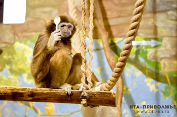 Первоклассники смогут посетить нижегородский зоопарк &quot;Лимпопо&quot; бесплатно 1 сентября 