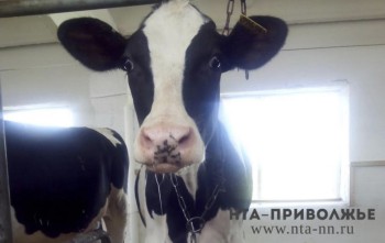 Фермеры Чувашии получат господдержку на переработку молока