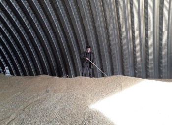 Первую тонну мягкой пшеницы отправили из Ульяновской области в Армению