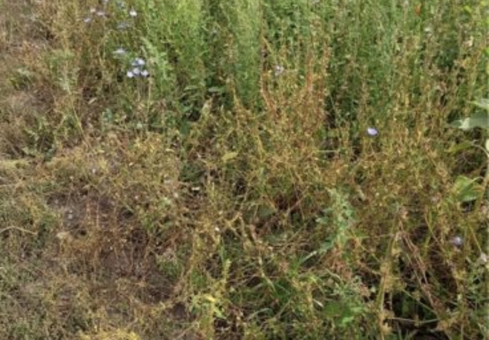 Карантин по повилике установлен на шести территориях в Мордовии