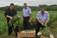 Более 500 кустов дикорастущего мака уничтожено в Пильнинском районе Нижегородской области
