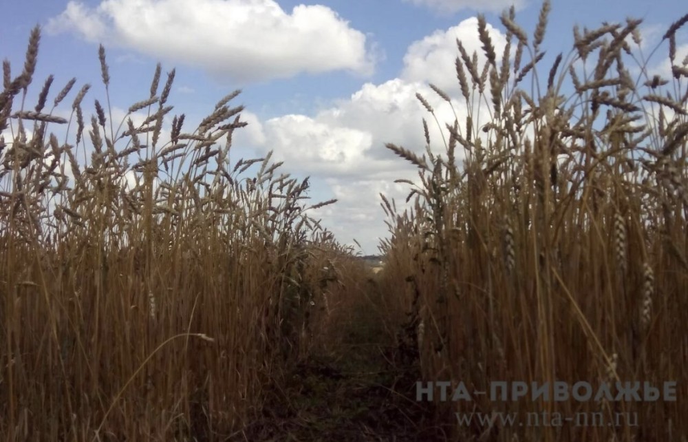 Аграрии Оренбуржья собрали 4 млн тонн зерна