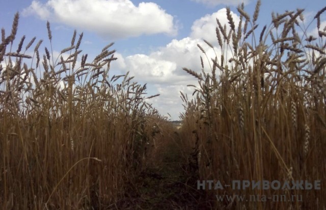 Четыре декларации на 900 тонн зерна признали недостоверными в Чувашии Четыре декларации на 900 тонн зерна признали недостоверными в Чувашии