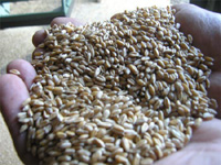 Нижегородское правительство намерено не допустить резкого роста цен на зерно


