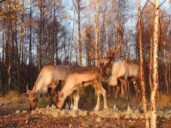 Турпоток в Керженский заповедник вырос в 2,1 раза