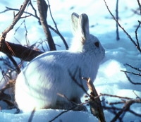 Нижегородское Минприроды ввело запрет охоты на зайца 

