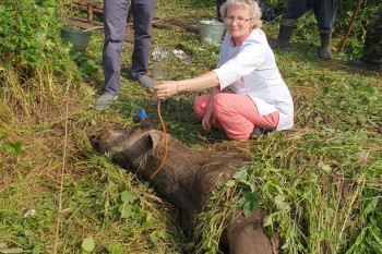 Лося спасли из заброшенного колодца в Нижегородской области