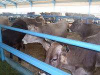 В Пильнинском районе ветеринары выявили подозрение на бруцеллез у одной коровы 