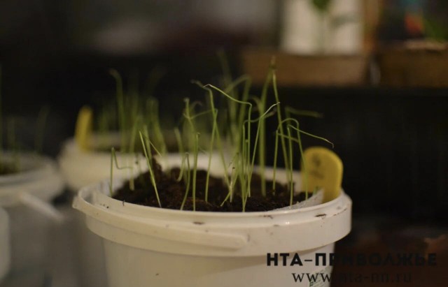 Посевные площади увеличат в Вурнарском округе Чувашии