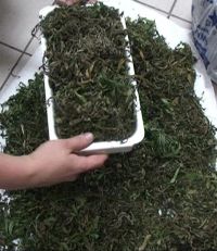 Более 1,5 кг марихуаны обнаружили наркополицейские в доме у жителя Выксы Нижегородской области