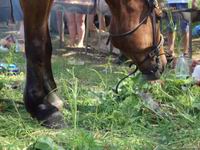 Нижегородские ветеринары пресекли нелегальный транзит через территорию региона партии лошадей