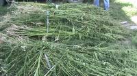 Нижегородские милиционеры обнаружили поле, на котором росло более 500 кустов конопли