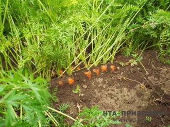 Власти села в Татарстане хотят изъять у жителей огороды под газон