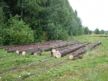 Житель Пермского края подозревается в незаконной вырубке 27 деревьев