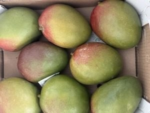 Вредителя обнаружили в манго из Перу в Нижегородской области
