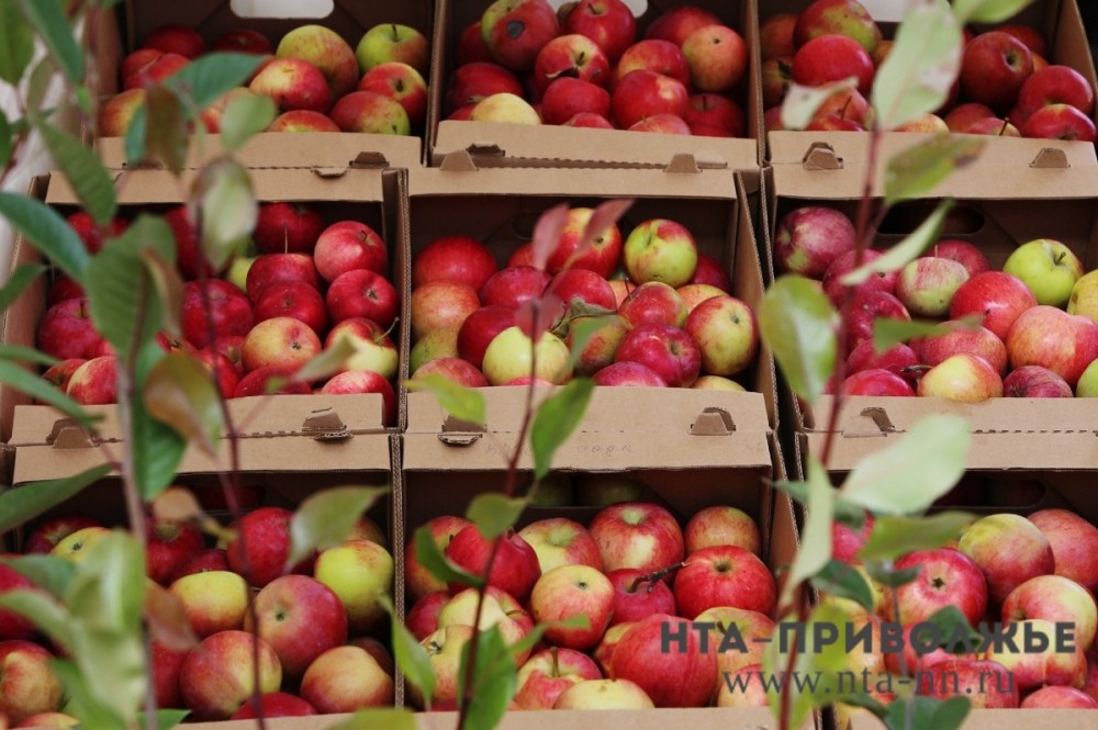 Сетевые магазины отказываются продавать саратовские яблоки