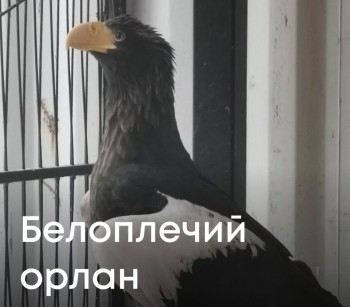 Краснокнижного белоплечего орлана спасли в Нижнем Новгороде