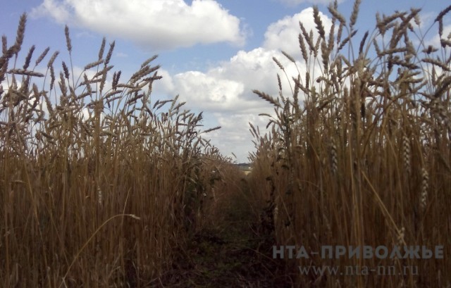Первый 1 млн тонн зерна собрали в Пензенской области
