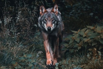 Нижегородским охотникам увеличат вознаграждение за добытых волков