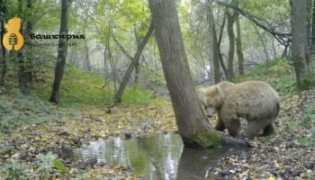 Медведица-альбинос Умка осталась зимовать в нацпарке &quot;Башкирия&quot; (ВИДЕО)