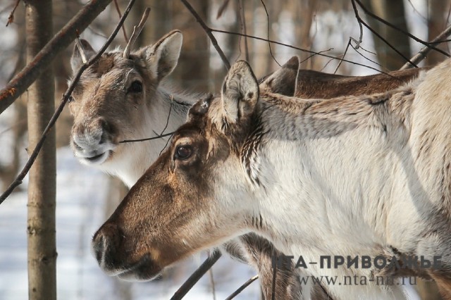 Северные олени Керженского заповедника в Нижегородской области начали сбрасывать рога Северные олени Керженского заповедника в Нижегородской области начали сбрасывать рога