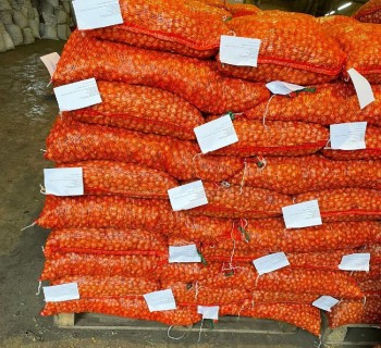 Первые партии нового урожая лука-севка отправили из Чувашии в Беларусь Первые партии нового урожая лука-севка отправили из Чувашии в Беларусь