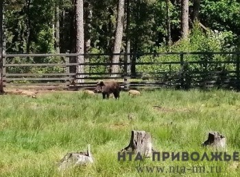 АЧС в подворьях Нижегородской области: выгул свиней и посещение лесов их хозяевами под запретом