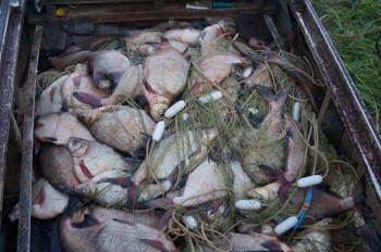 Более 200 браконьерских сетей изъято из нижегородских водоемов во время весеннего нерестового периода