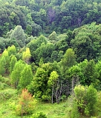 Нижегородская область по итогам 2012 года лидирует среди регионов ПФО по объемам посадок лесов - Орнатский